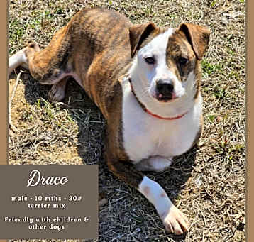 Photo of Draco