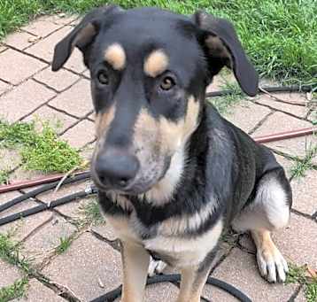 Photo of Ryker