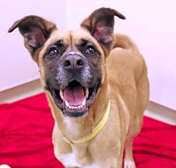 Photo of Honey