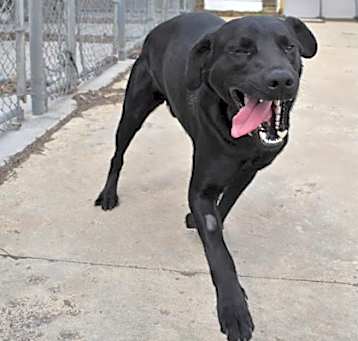 Photo of Mutt Damon