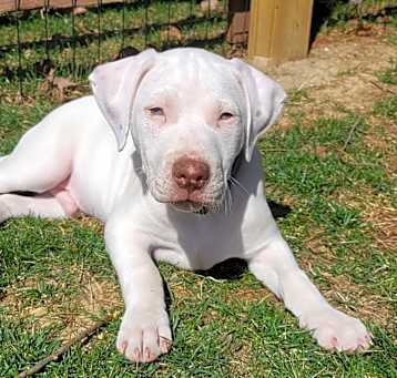 Photo of Howie (Jewel's Gems)
