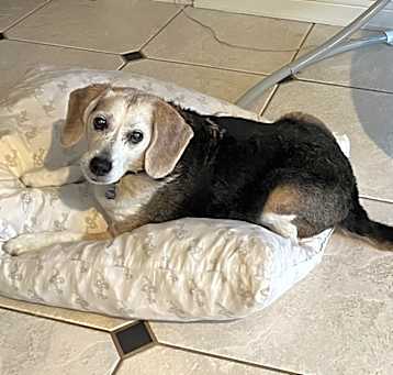 Photo of Riley