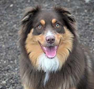 Photo of Sadie