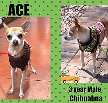 Photo of ACE - 3 YR CHIHUAHUA