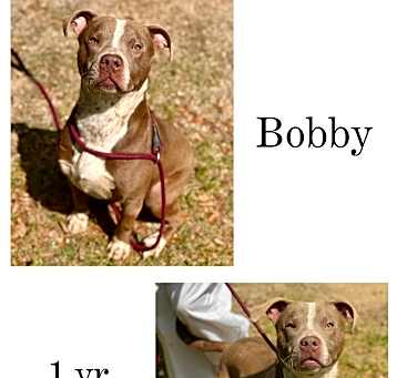 Photo of Bobby