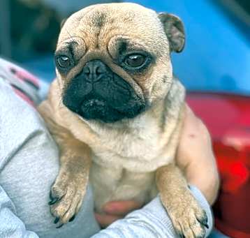 Photo of Monty