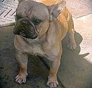 Photo of BUCK