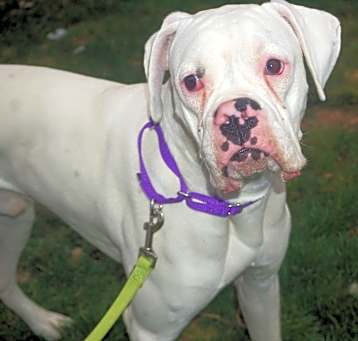 Photo of BRUNO