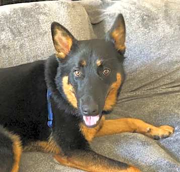 Photo of Bobby Boy (CP)