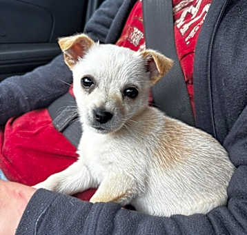 Photo of Chalupa