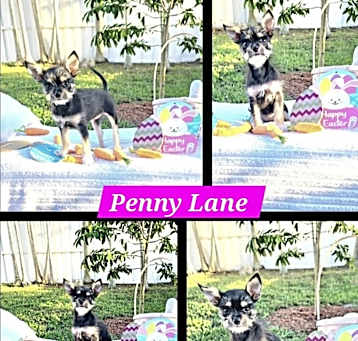 Photo of Penny Lane