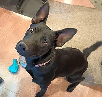 Photo of Badge ***FOSTER HOME***