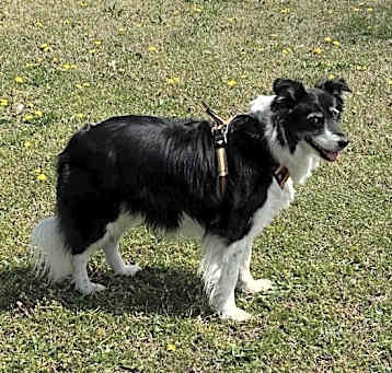 Photo of Dottie