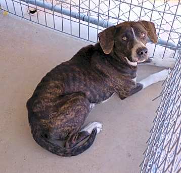 Photo of Tyson