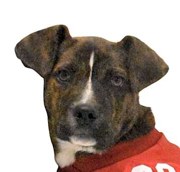 Photo of Thunderous O' Blaze