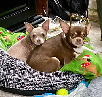 Photo of Angel & KoKo