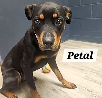 Photo of Petal