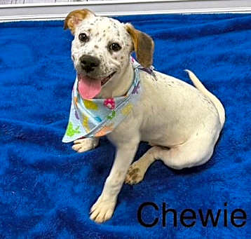 Photo of Chewy