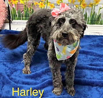 Photo of Harley
