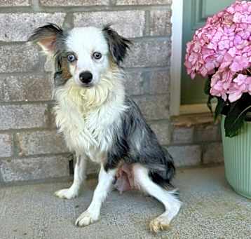 Photo of Macaroon