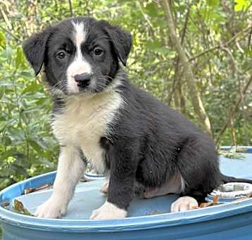 Photo of Boomer