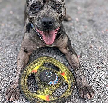 Photo of Bosco