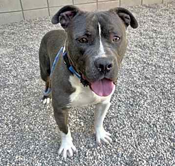 Photo of THUMPER