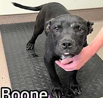 Photo of BOONE