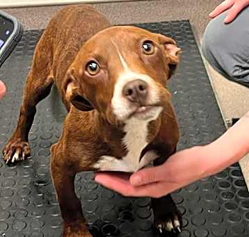 Photo of SCOUT