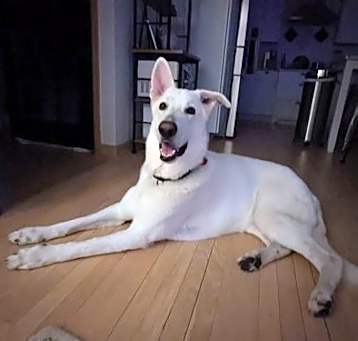 Photo of Otis