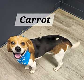 Photo of Carrot