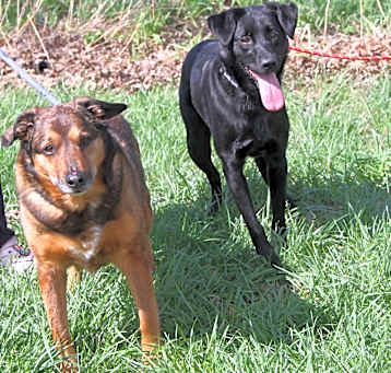 Photo of Porter & Willow (Bonded Pair)