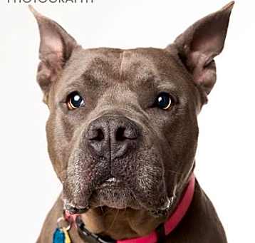 Photo of Big Bertha the Hippopotamus