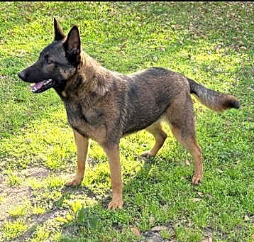 Photo of Max GSD