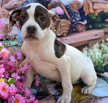 Photo of Carson ~ meet me!