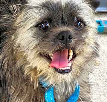 Photo of Grover