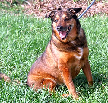 Photo of Porter (Neutered)
