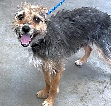 Photo of RUSTY