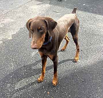 Photo of Browny