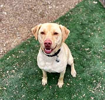 Photo of Dood aka Buffy Pup-Bernard
