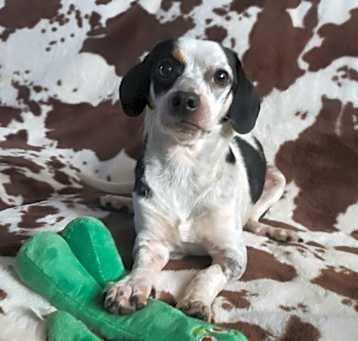 Photo of Delilah