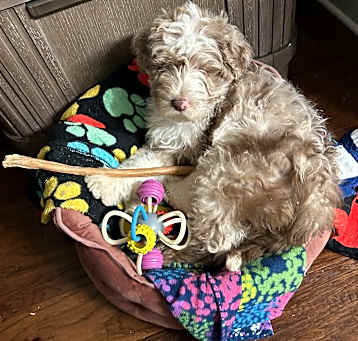 Photo of Finley (TX) CUTE PUPPY!
