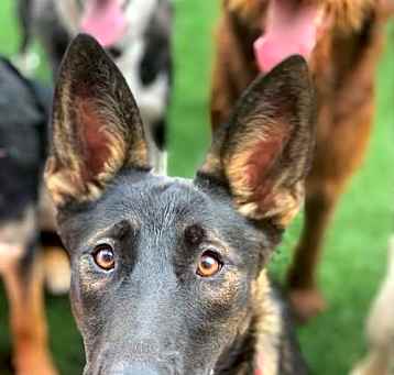 Photo of Bailey Boo
