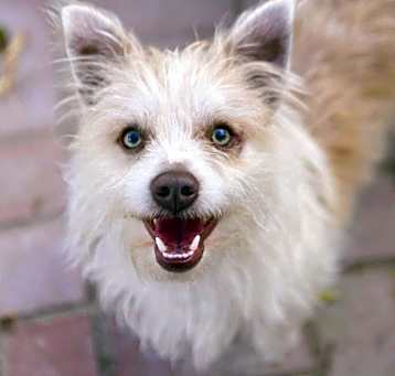 Photo of Mac