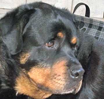 Photo of Angus