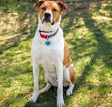 Photo of Tyson (in foster)