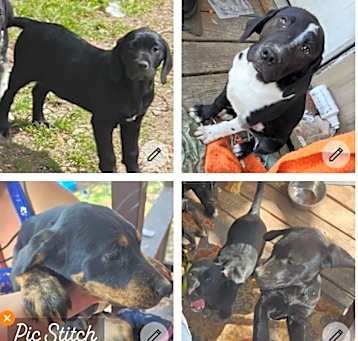 Photo of 5 Heeler/ catahoula pups