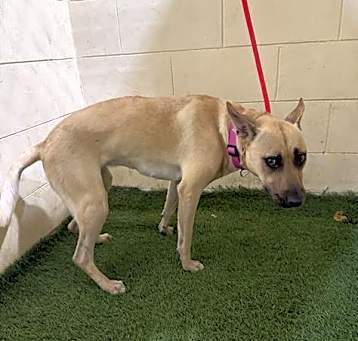 Photo of CHIPPER