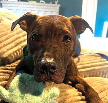 Photo of Arlo