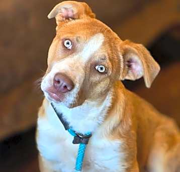 Photo of Maple